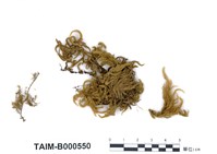 藏品(臺灣綠鋸苔)的圖片